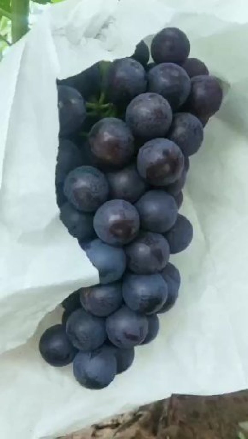 夏黑葡萄5%以下1~2斤，颜色黑，口感杠杠的。