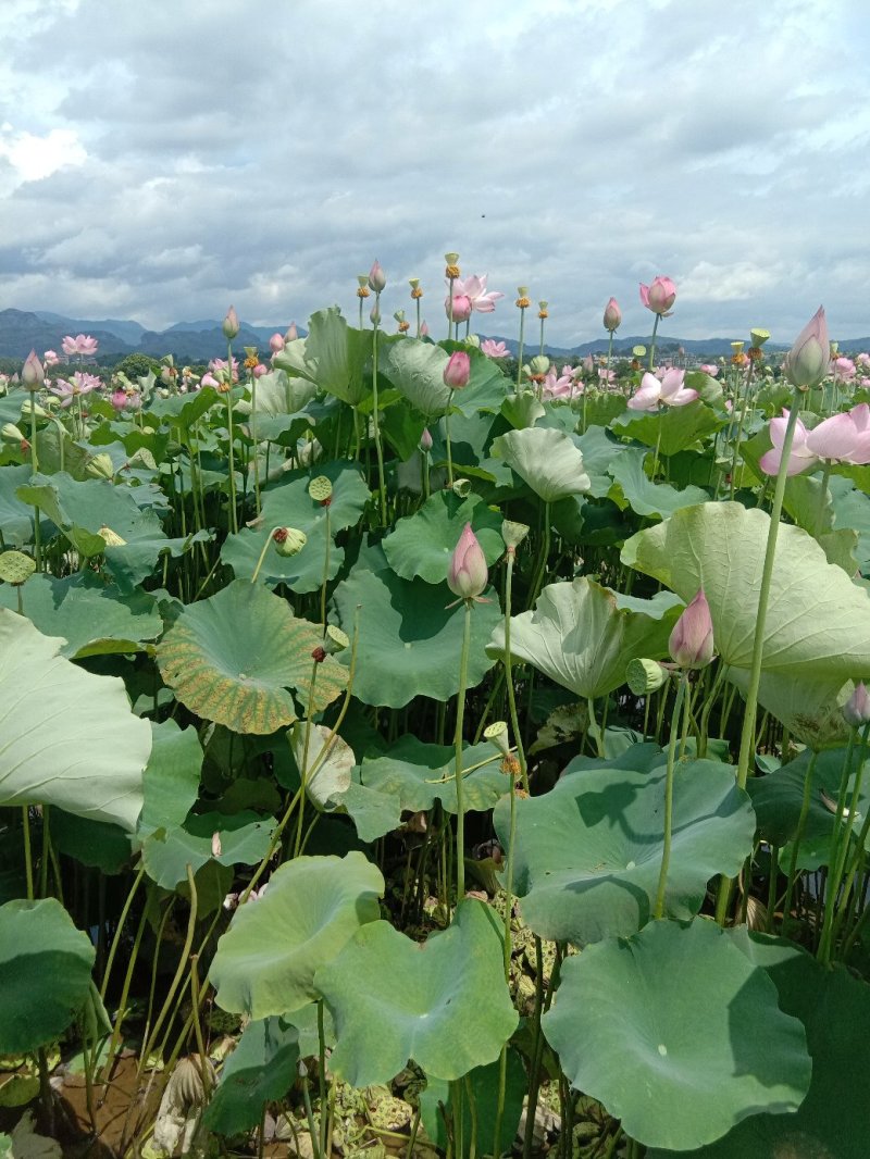 新鲜干莲子芯纯手工制作