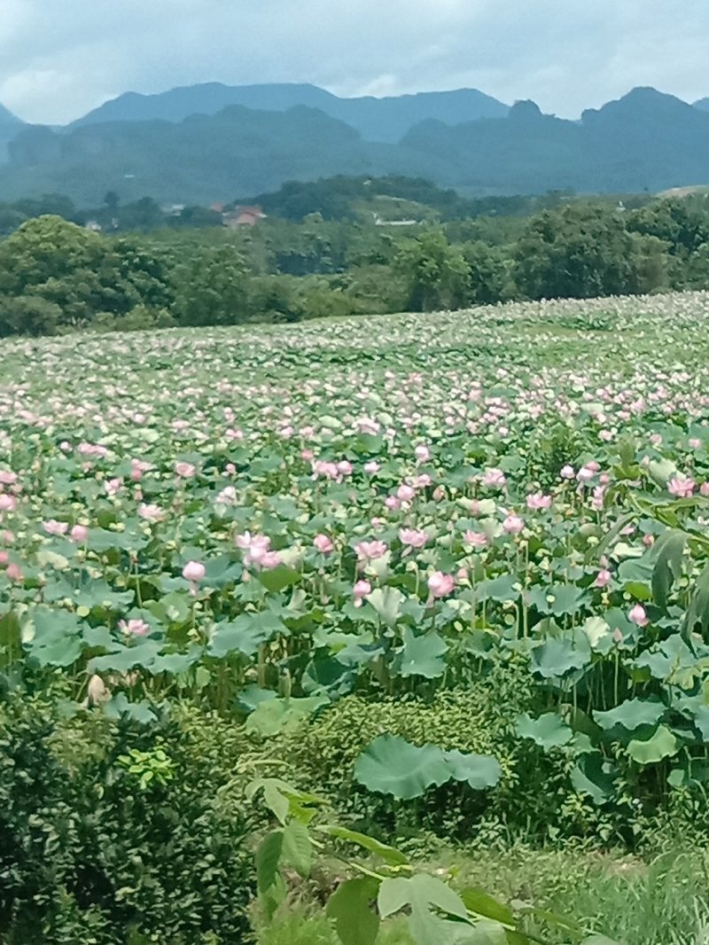 新鲜干莲子芯纯手工制作