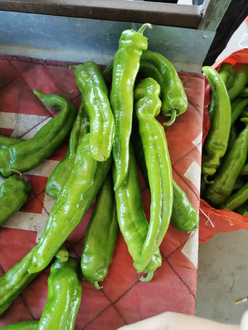 山西大同阳高县鲜辣椒黄皮牛角黄皮羊角