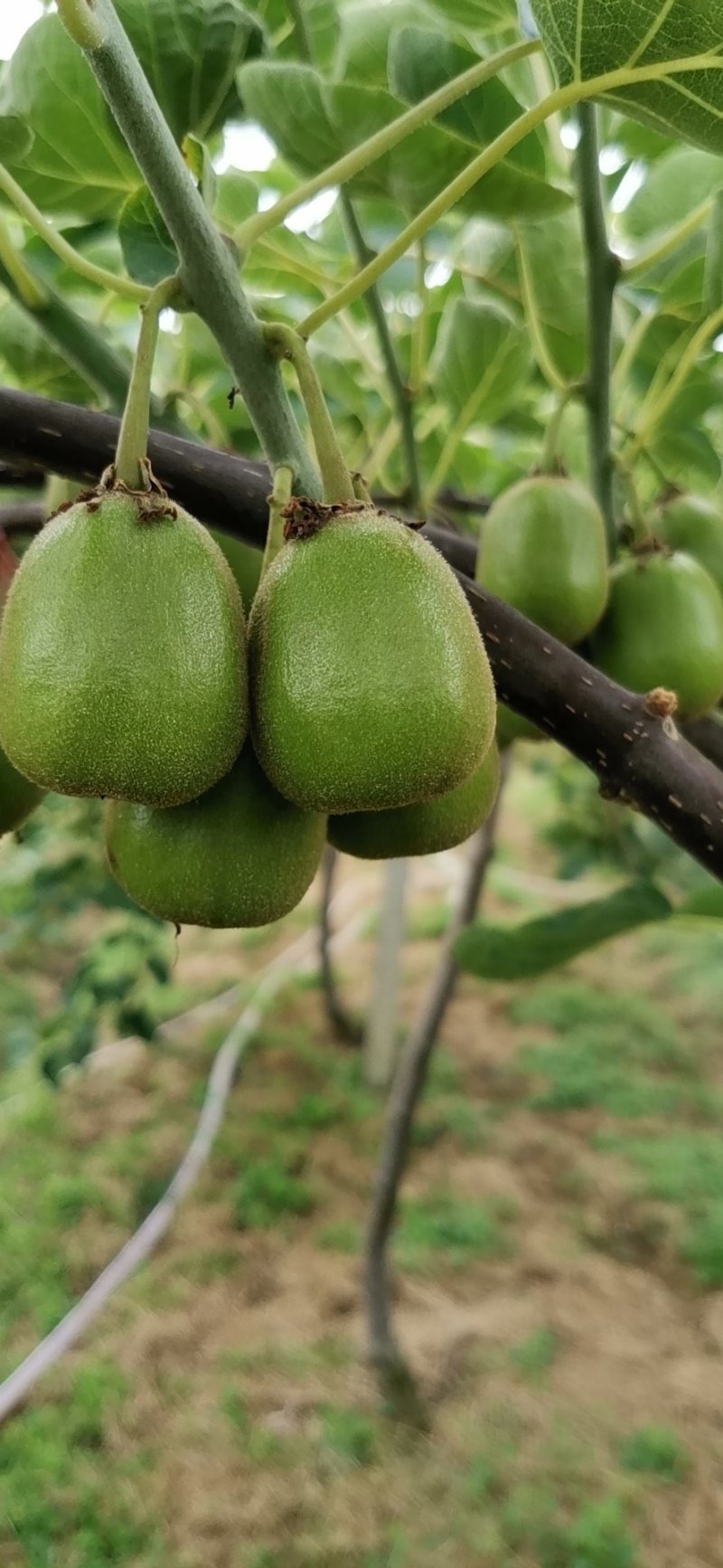 红心猕猴桃次果精品果商品果分级果各规果产地红心猕猴桃