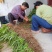 紫花三叉白芨苗直播苗高5公分左右块0.4到3公分通货