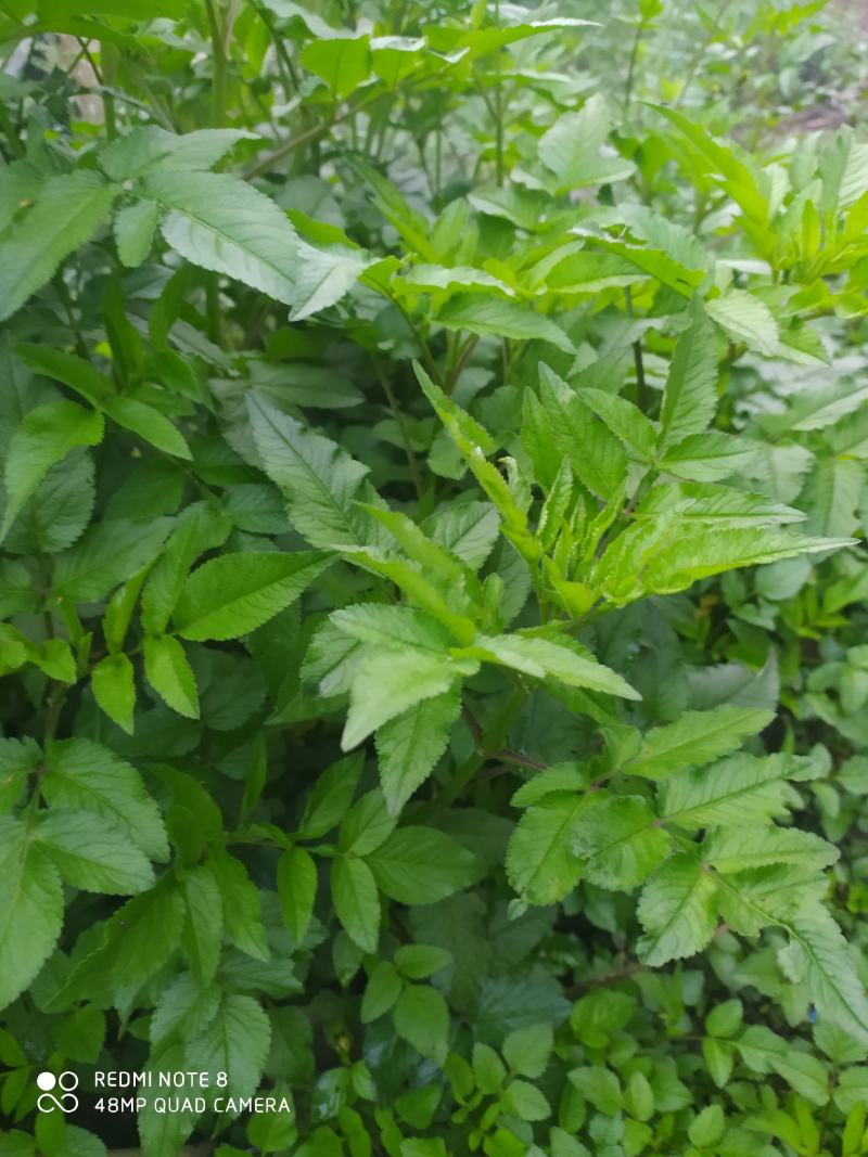 贵州毕节古夜郎大地野生中药材鬼针草一把针