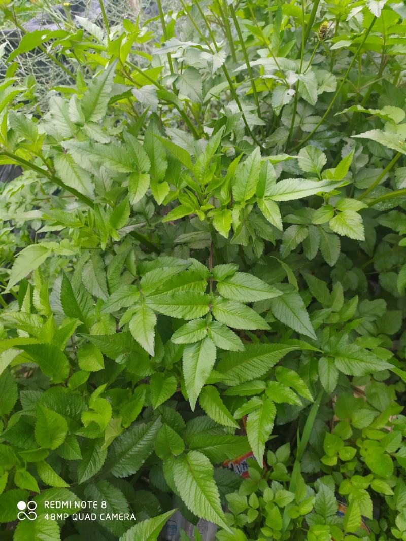 贵州毕节古夜郎大地野生中药材鬼针草一把针