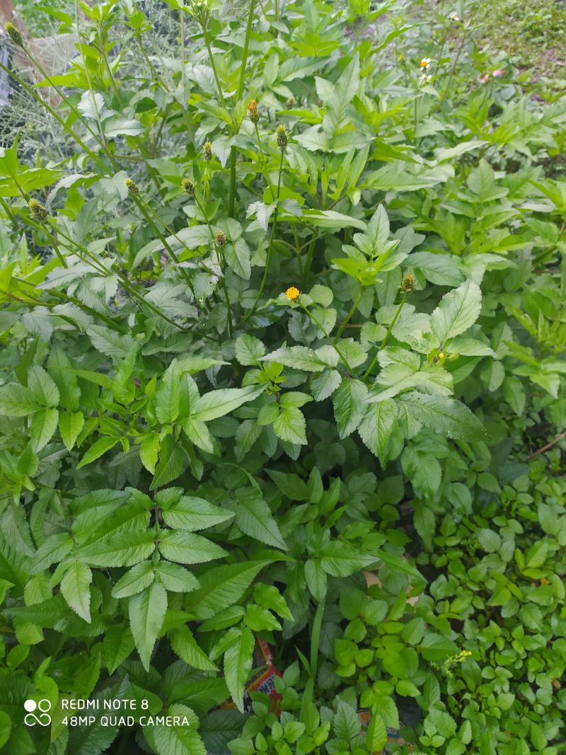 贵州毕节古夜郎大地野生中药材鬼针草一把针