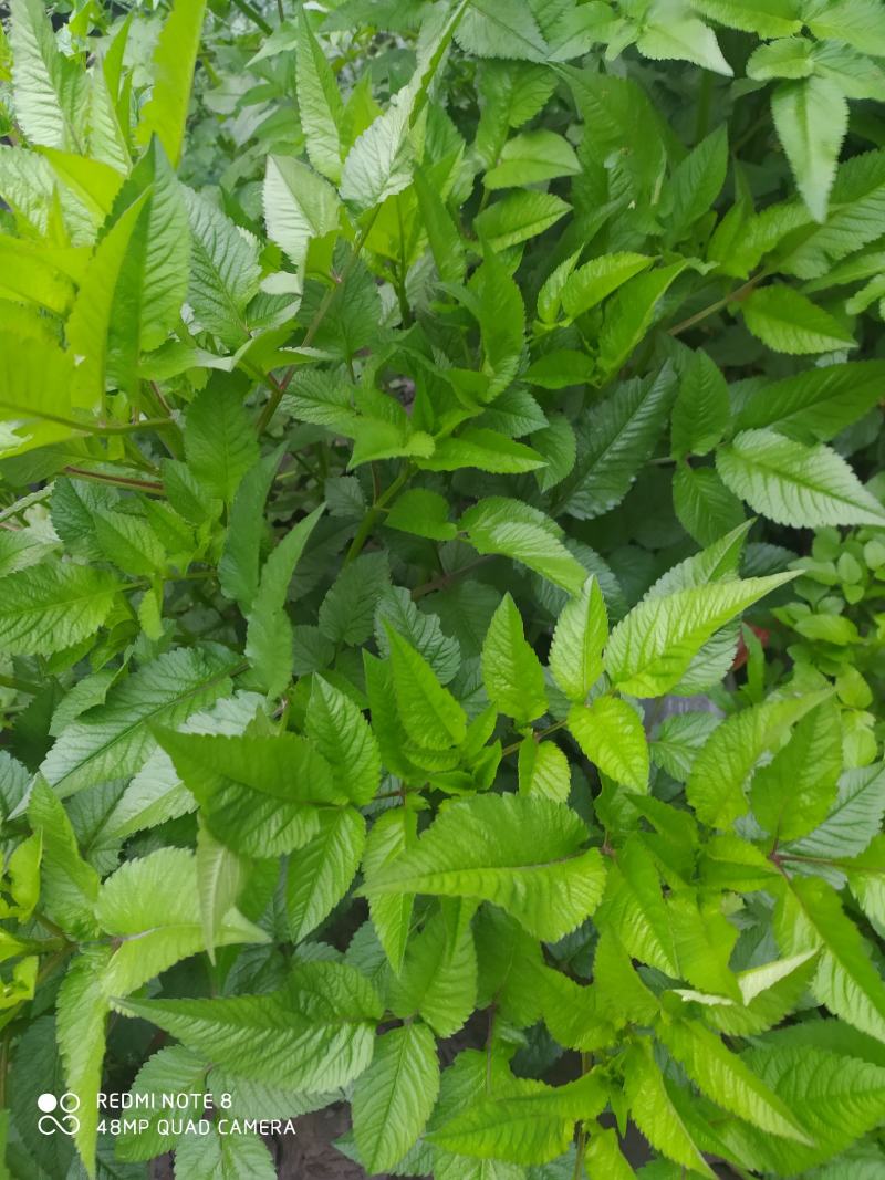 贵州毕节古夜郎大地野生中药材鬼针草一把针