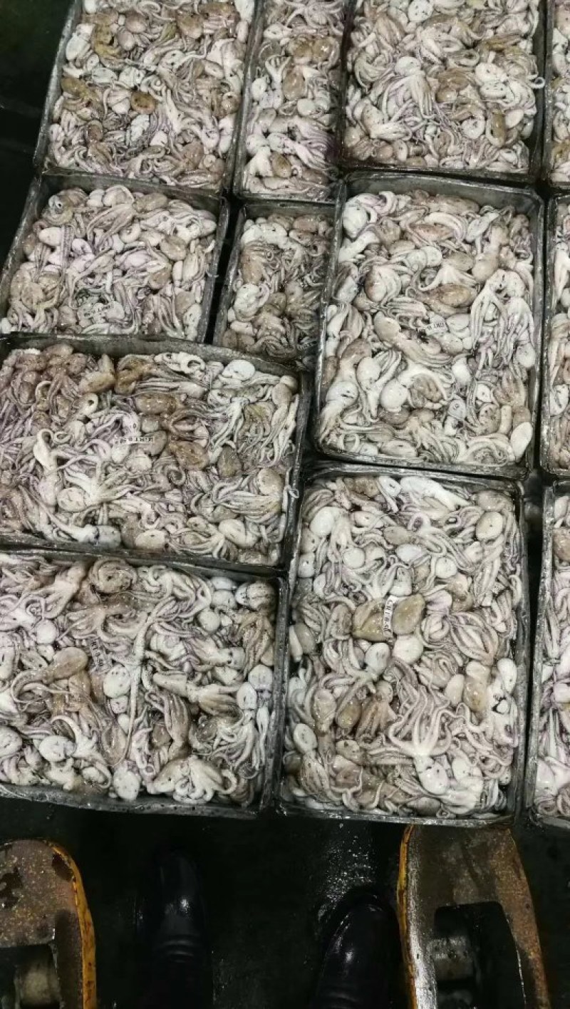 八爪鱼，船冻八爪品质新鲜，口感脆嫩，没有任何添加剂，长期