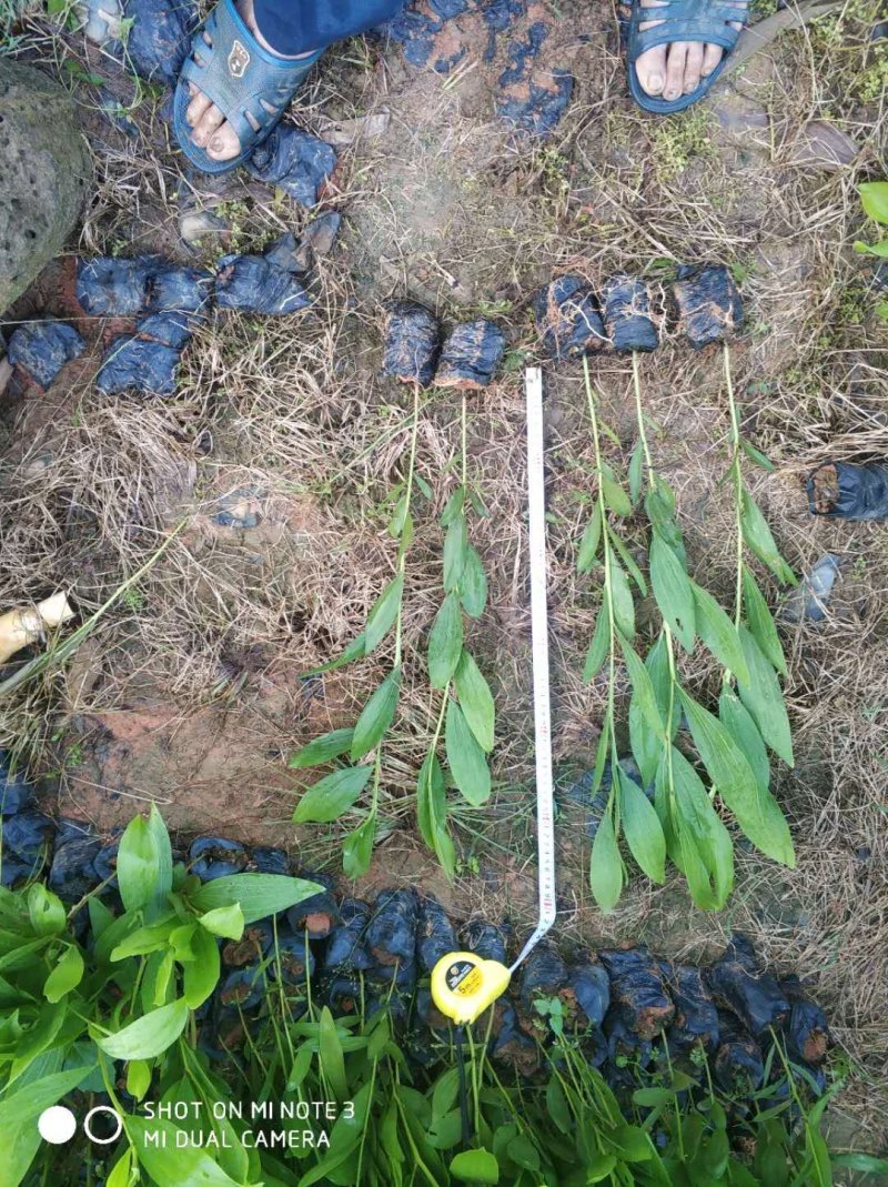 马占相思苗(35~75高袋苗)