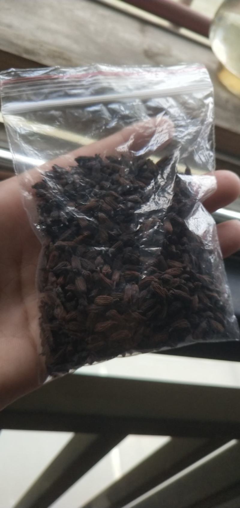 百部苗子，三月份发芽了，野生的种植百分九十五成活率