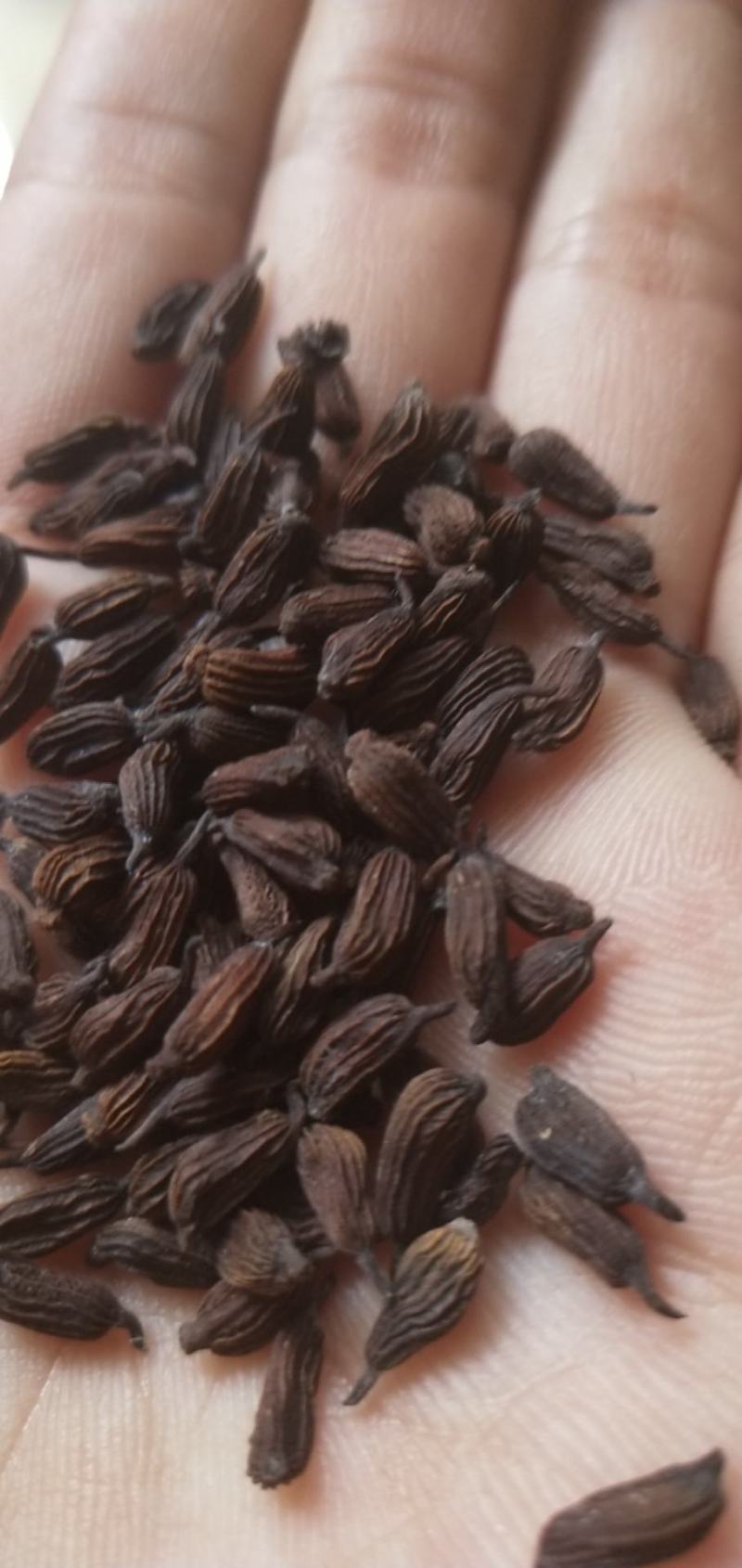 百部苗子，三月份发芽了，野生的种植百分九十五成活率