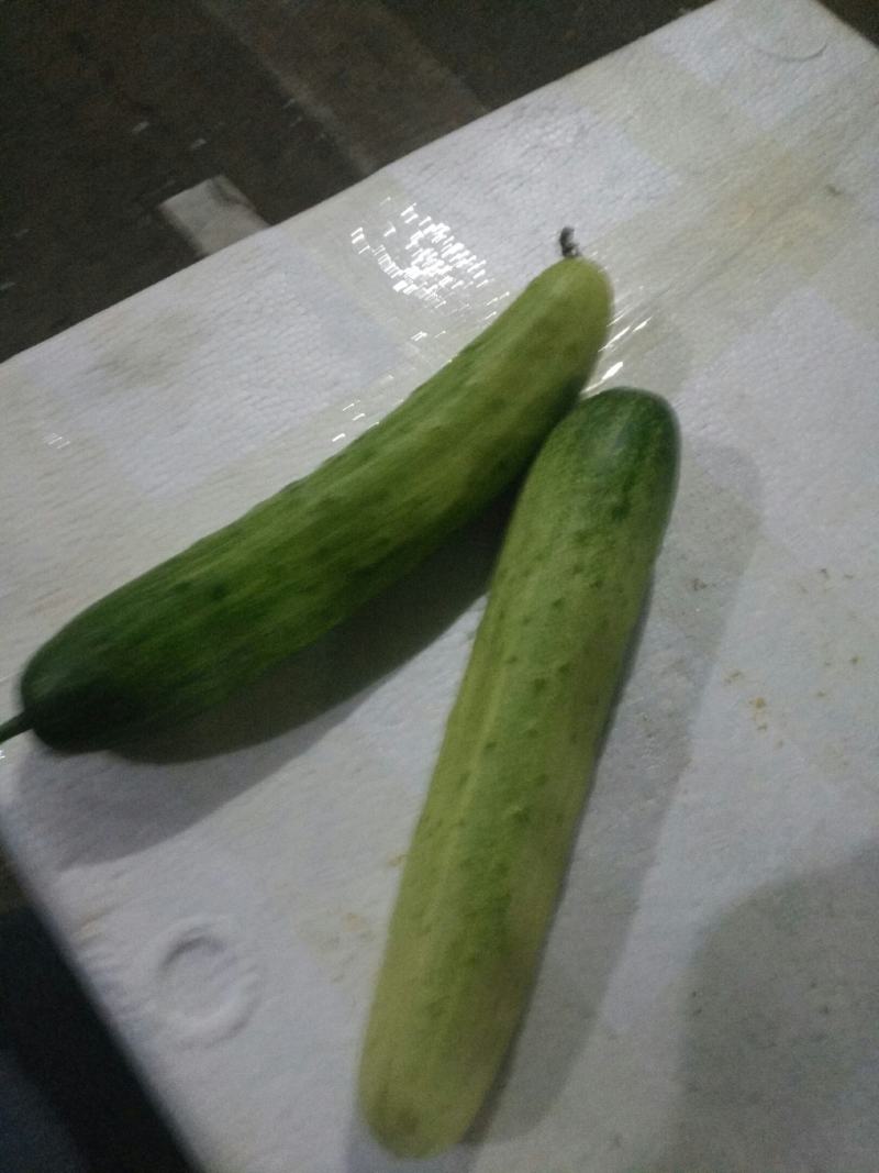 黄瓜水果黄瓜湖南精品水果黄瓜口感清翠香味浓郁