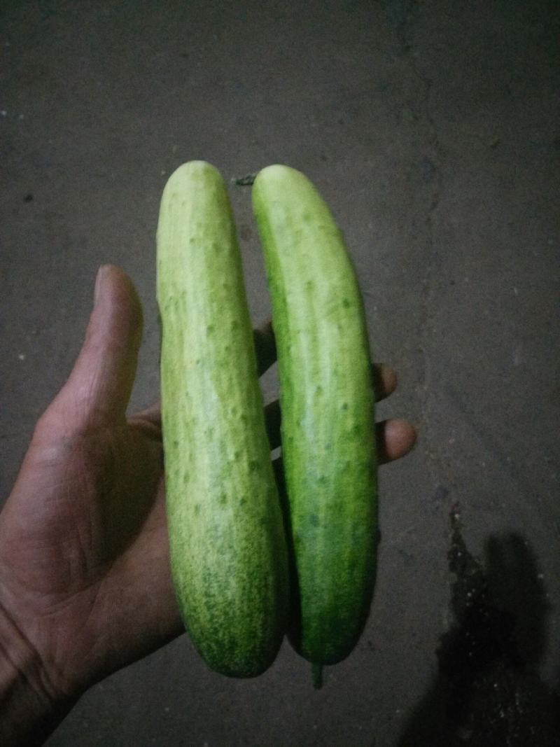 黄瓜水果黄瓜湖南精品水果黄瓜口感清翠香味浓郁