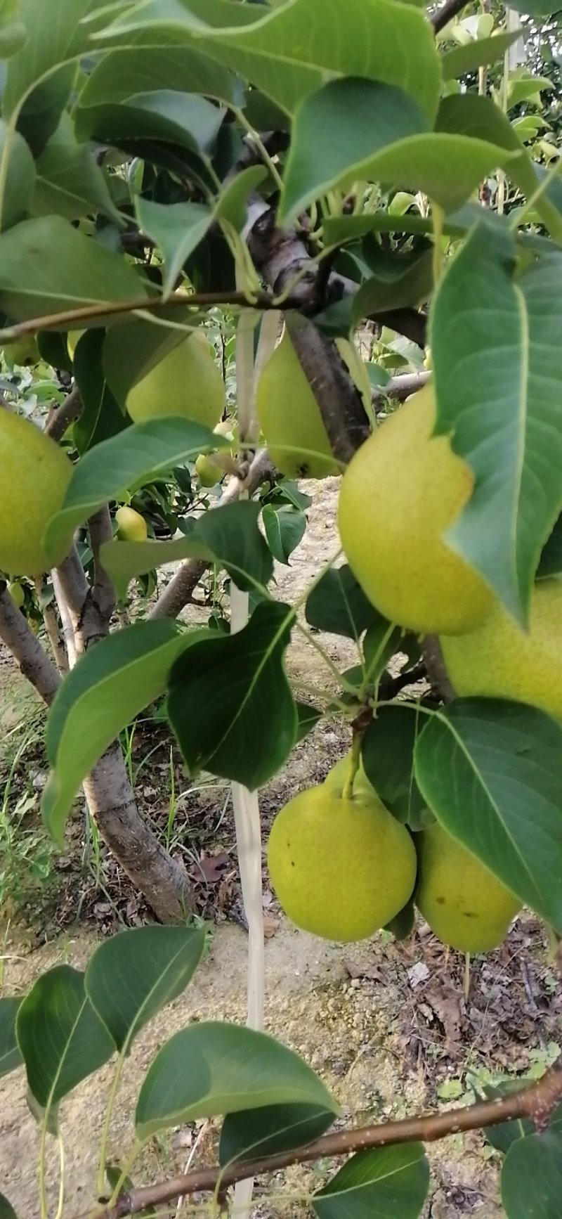红香酥，香甜可口，糖分高