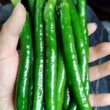 鲜青椒