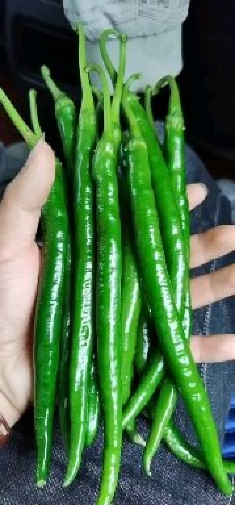鲜青椒