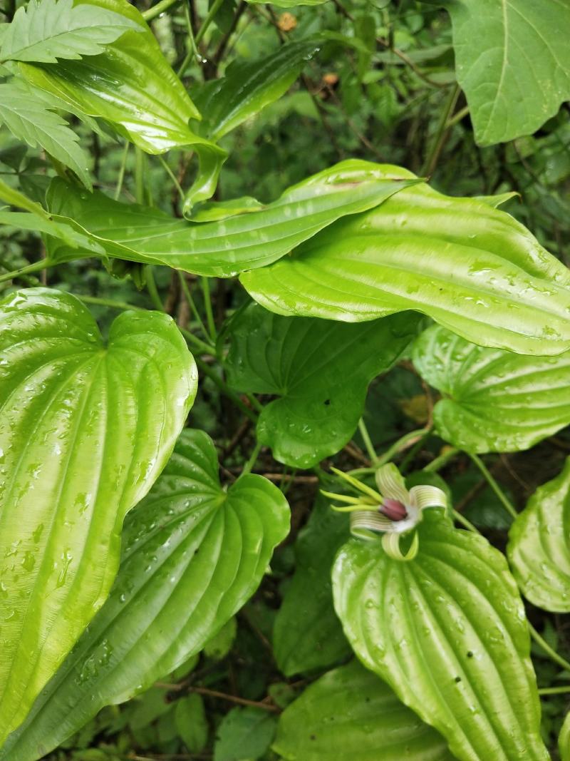 百部苗子，三月份发芽了，野生的种植百分九十五成活率