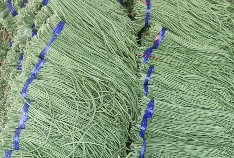 新乐绿龙豆角60厘米以上可视频看货产地直供