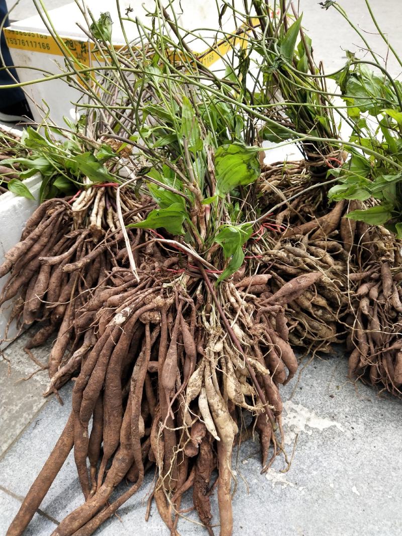 百部苗子，三月份发芽了，野生的种植百分九十五成活率