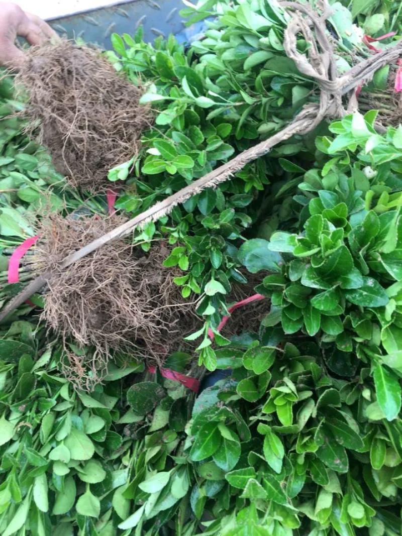 冬青苗冬青床苗冬青小苗0.07元一棵，成活率很棒根系发达