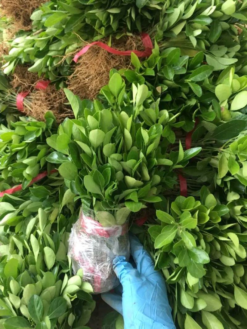 冬青苗冬青床苗冬青小苗0.07元一棵，成活率很棒根系发达