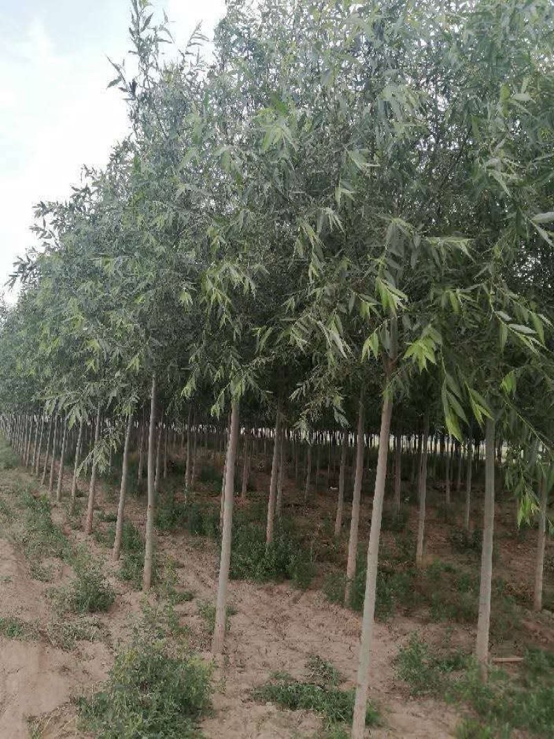 柳树（5-8公分）定干发帽
