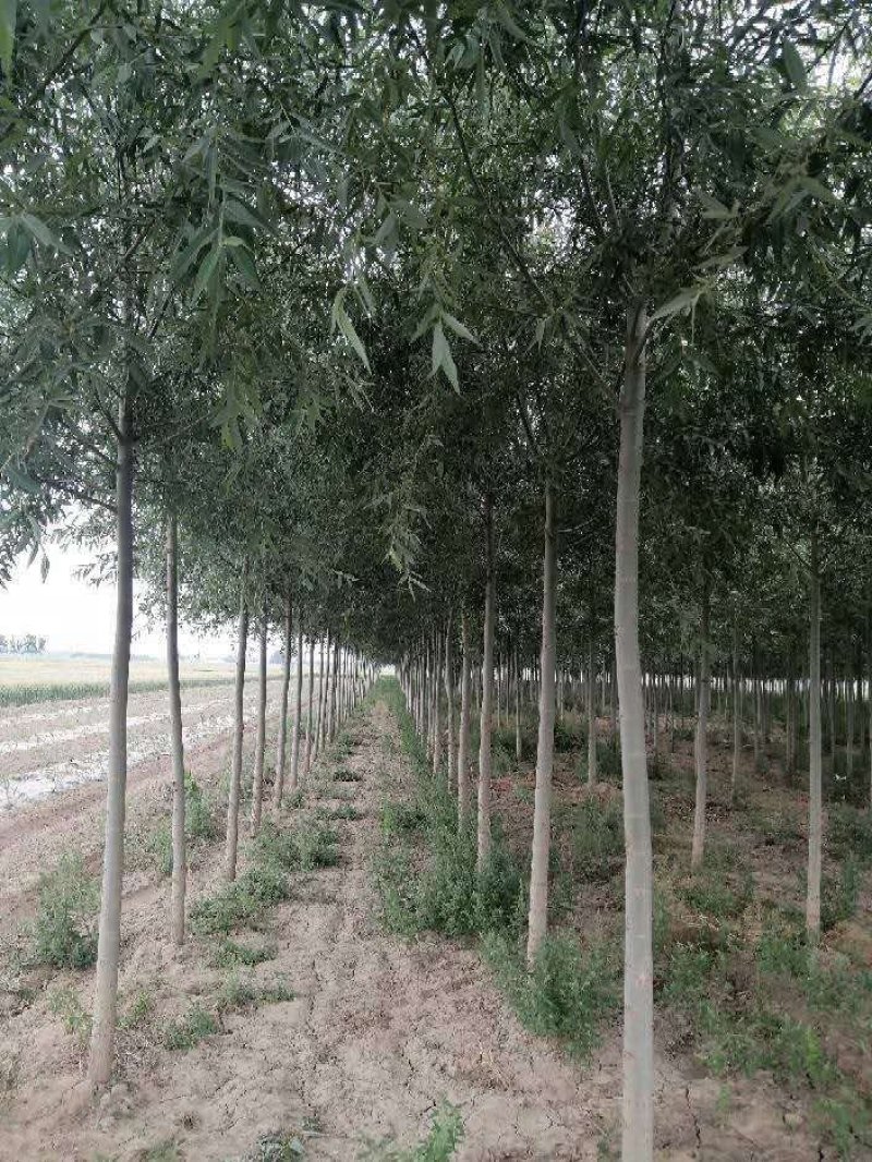 柳树（5-8公分）定干发帽