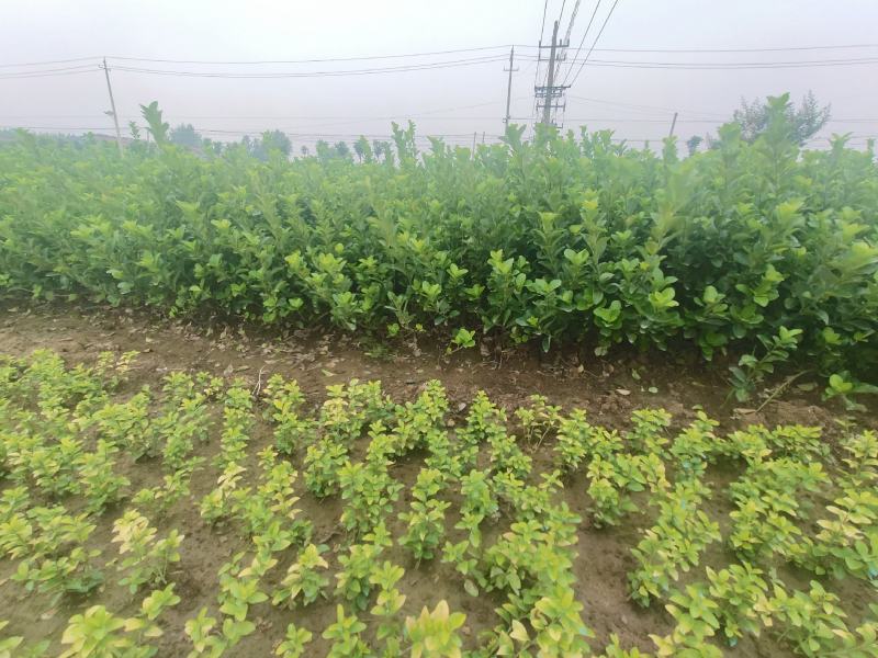 冬青苗冬青床苗冬青小苗0.07元一棵，成活率很棒根系发达