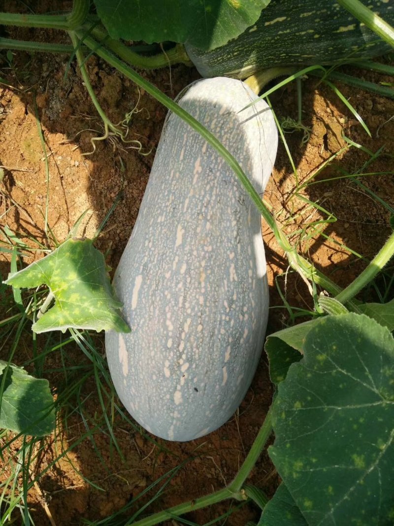 秘本南瓜大量供应秘本南瓜