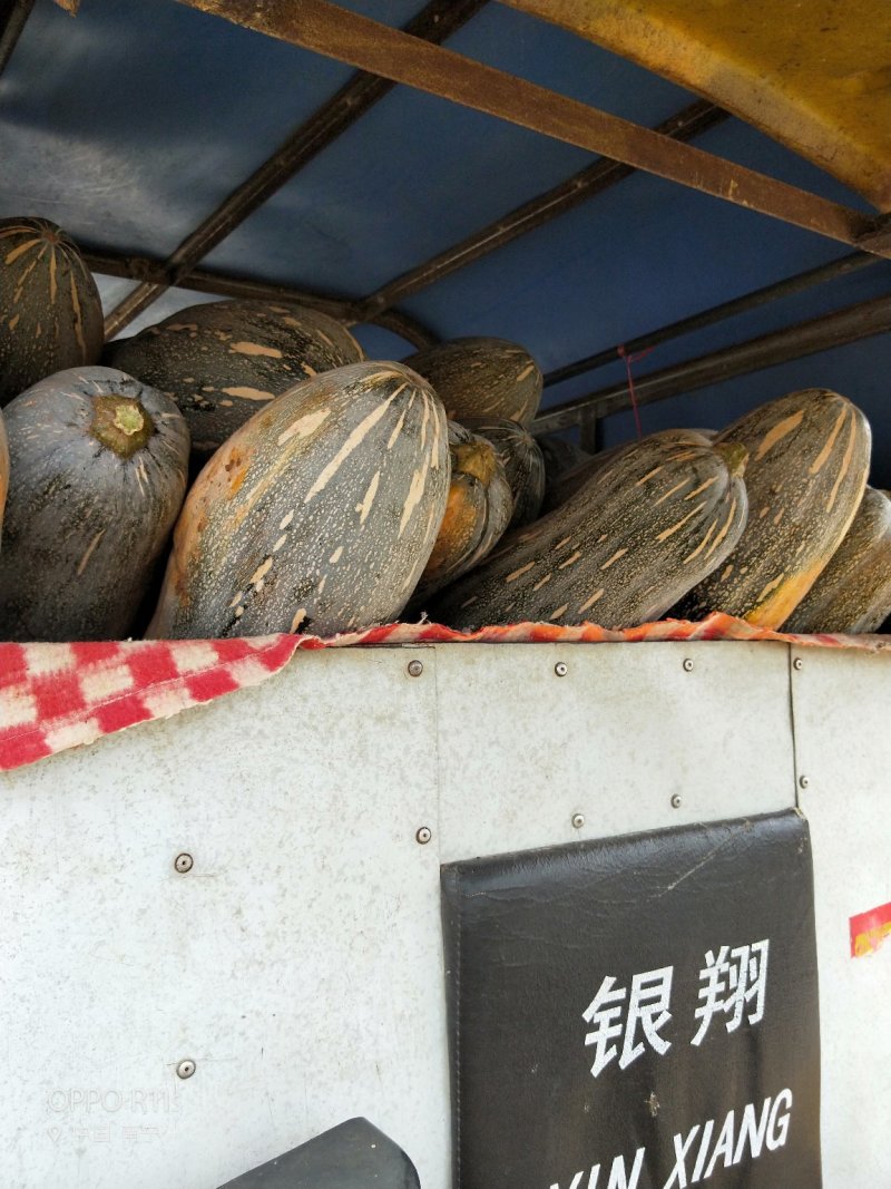 秘本南瓜大量供应秘本南瓜