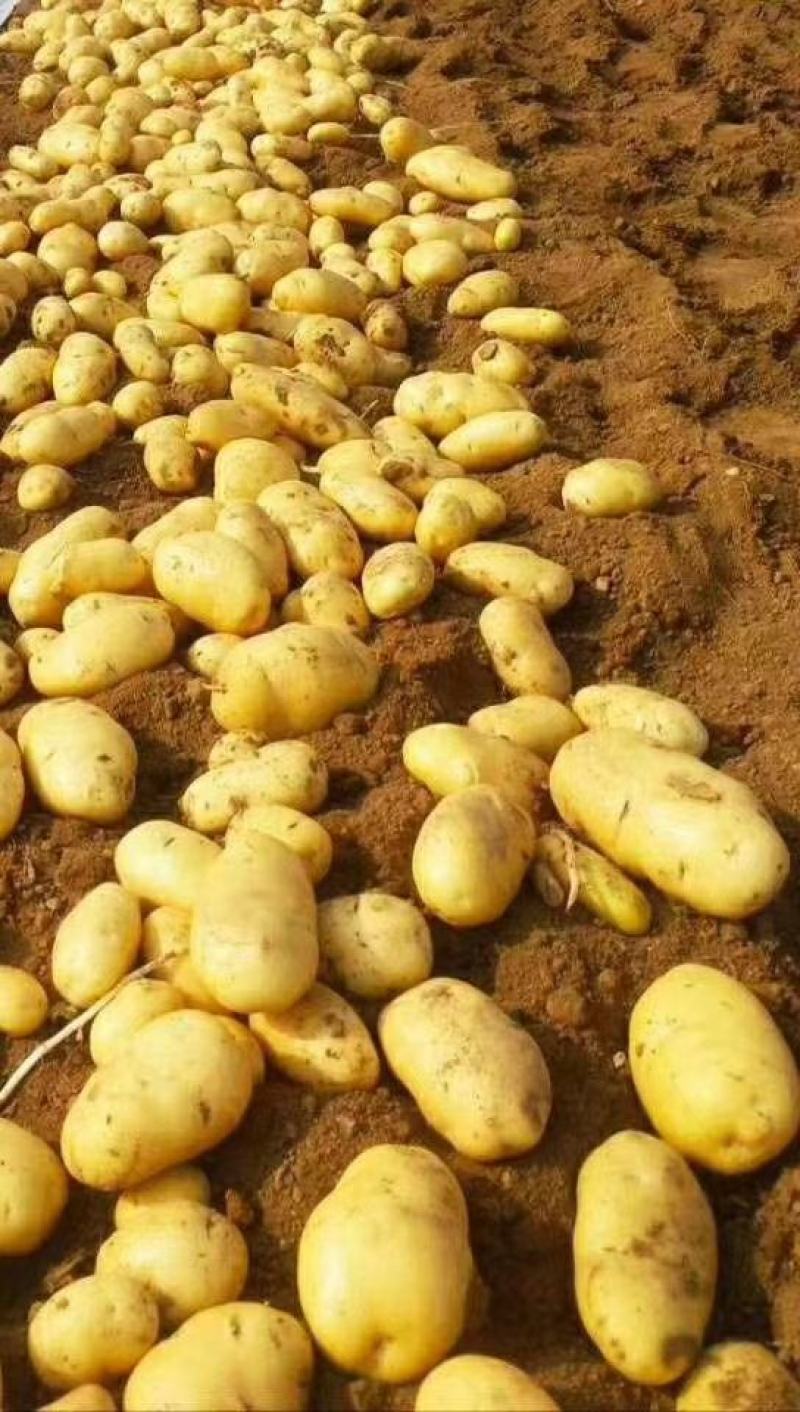 新土豆大棚的五一前后量大