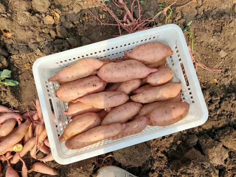 【热卖龙薯】龙薯9号河北产地直供市场商超货源充足来电优惠