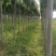 【精品推荐】白蜡树一级速生白蜡钢管直6-10公分