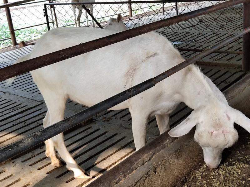 奶山羊、繁殖率高、产奶量每天8～10斤，抗病能力强……