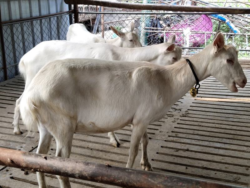 奶山羊、繁殖率高、产奶量每天8～10斤，抗病能力强……