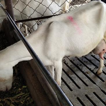 奶山羊、繁殖率高、产奶量每天8～10斤，抗病能力强……