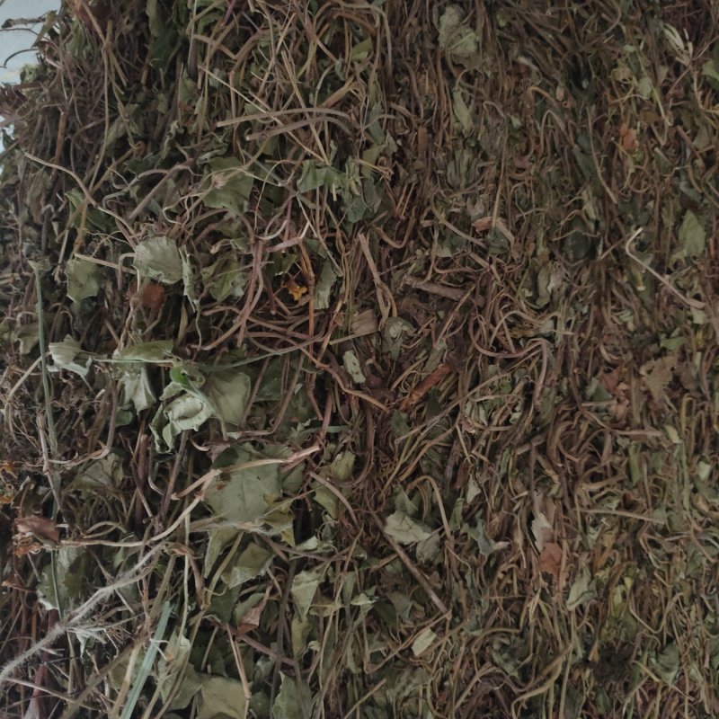 金钱草大叶(过路黄)，产地直销，一手货源，来电优惠