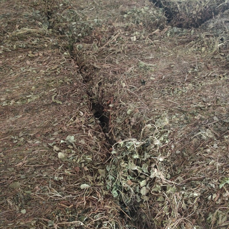 金钱草大叶(过路黄)，产地直销，一手货源，来电优惠