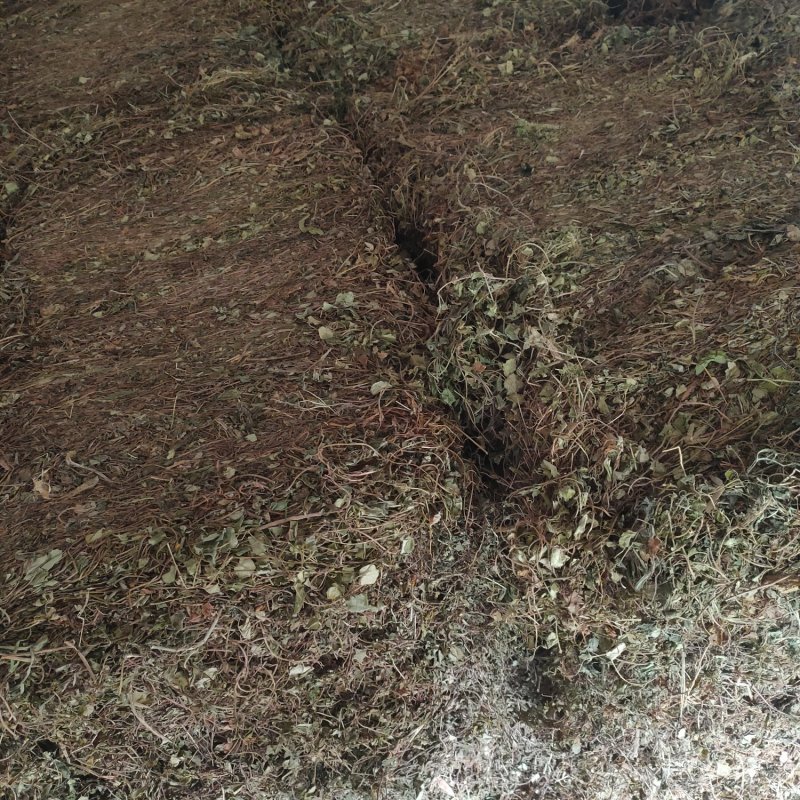 金钱草大叶(过路黄)，产地直销，一手货源，来电优惠