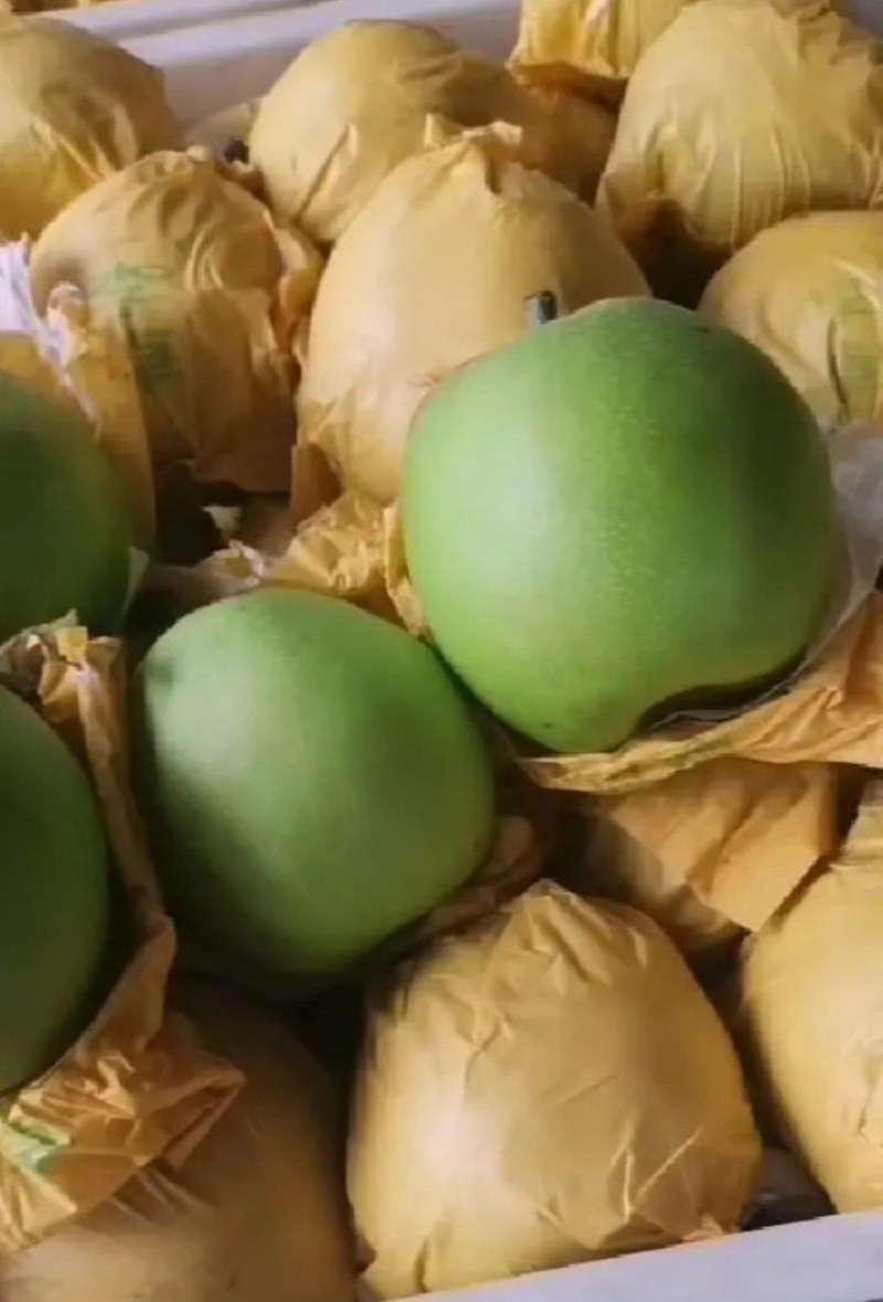 砀山精品皇冠梨大量上市质量好价位便宜。朋友们采购。