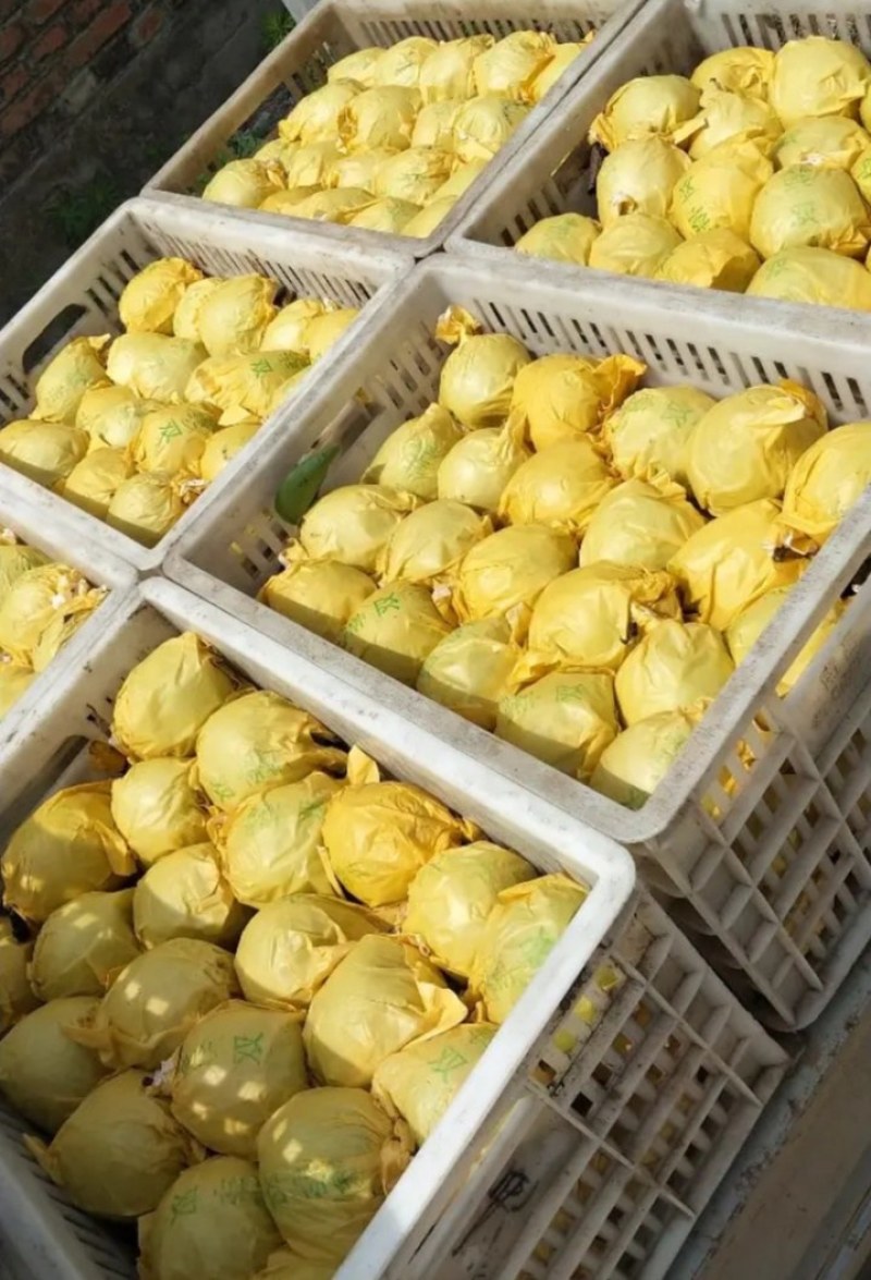 砀山精品皇冠梨大量上市质量好价位便宜。朋友们采购。