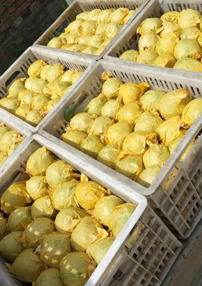 砀山精品皇冠梨大量上市质量好价位便宜。朋友们采购。
