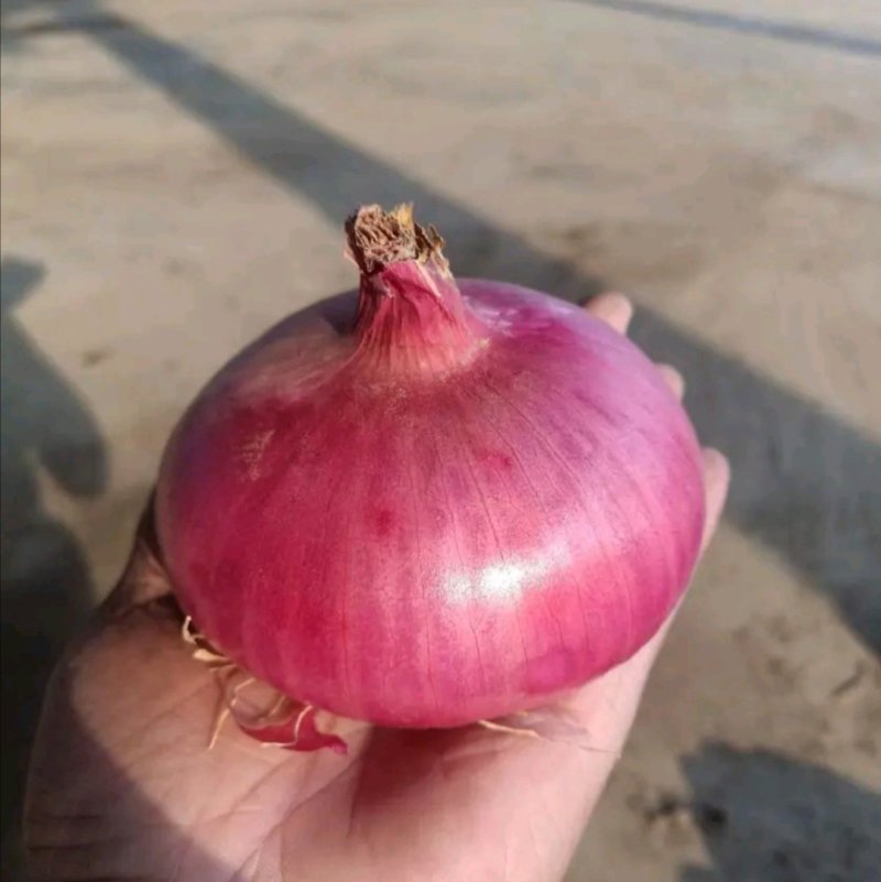 二红紫皮葱头大量上市，代发全国市场，量大从优！