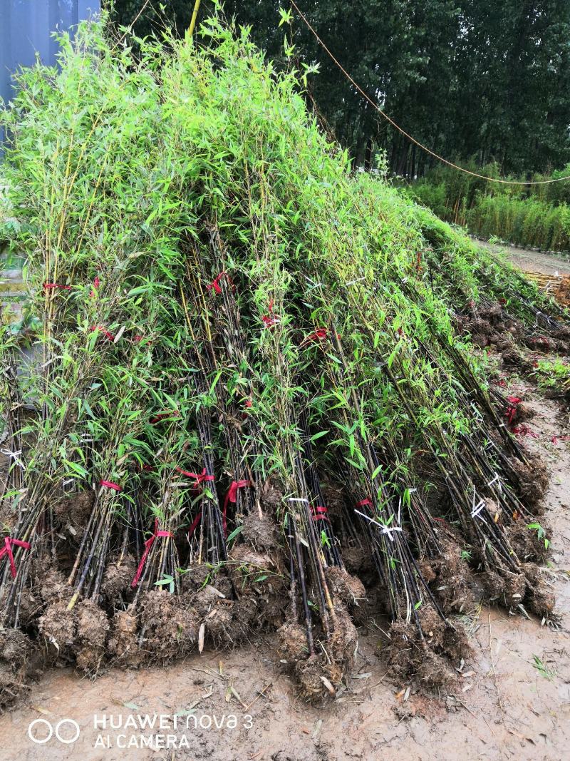 批发紫竹紫竹苗基地紫竹苗价格1-3公分规格齐全