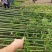 毛竹苗毛竹楠竹苗批发毛竹苗基地包成活