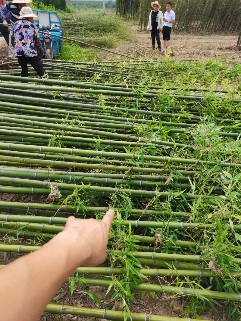 毛竹苗毛竹楠竹苗批发毛竹苗基地包成活