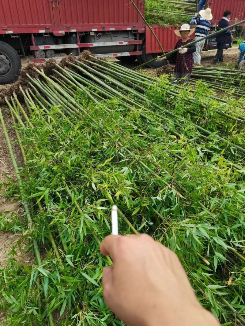 毛竹苗毛竹楠竹苗批发毛竹苗基地包成活