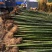 毛竹苗毛竹楠竹苗批发毛竹苗基地包成活