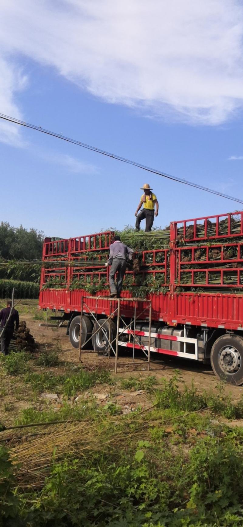 毛竹苗毛竹楠竹苗批发毛竹苗基地包成活