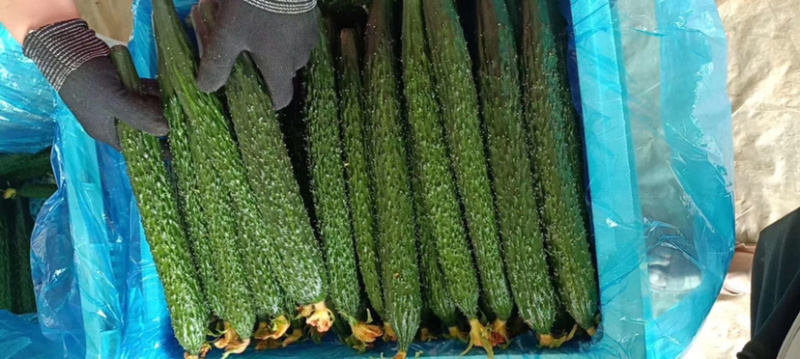 精品山东黄瓜刚刚上市质量好全国定点优质黄瓜基地