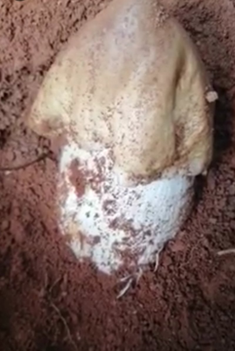 食用菌野生鸡枞菌批发，全国冷链航空发货，品质保证